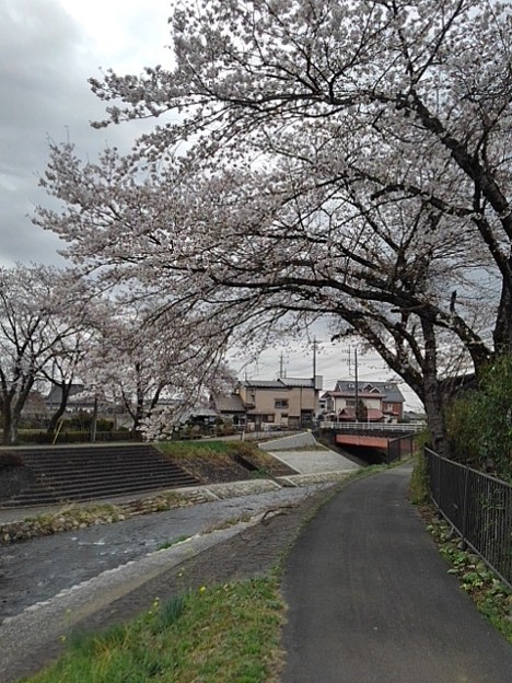 桜のトンネルと川（3月27日）