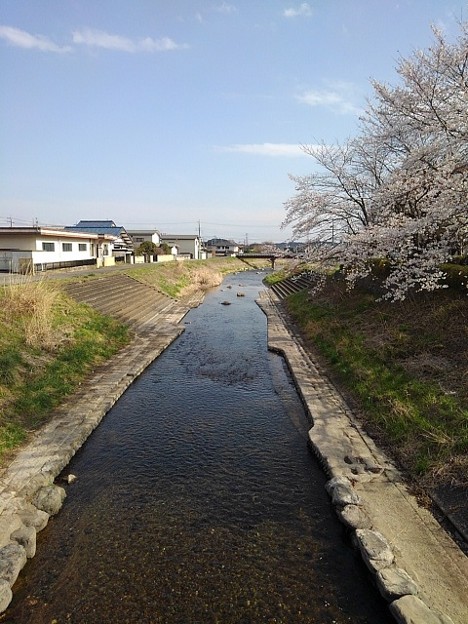 橋の上からの川と桜（3月28日）