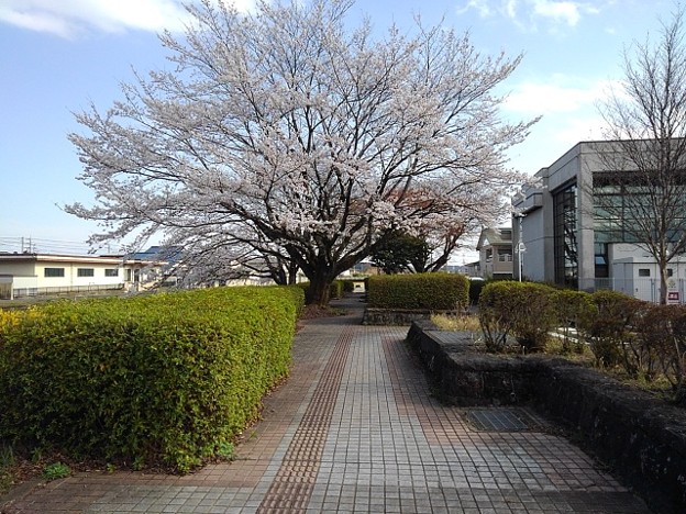 桜と石畳の歩道（3月28日）