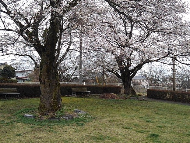 小さな公園の桜（3月25日）