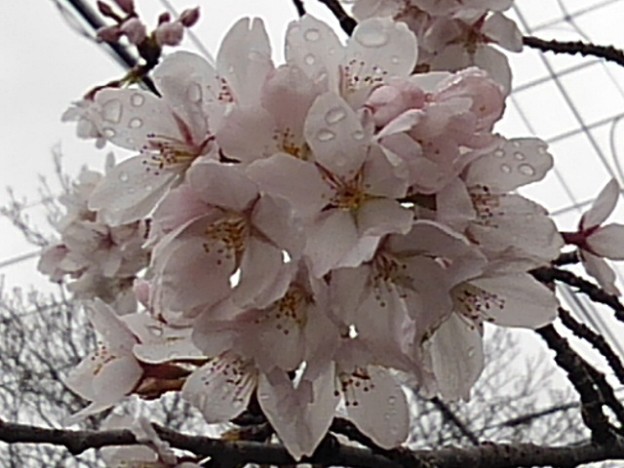 雫がついた桜（3月25日）