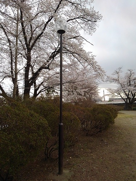 長峰公園の街灯と桜（3月29日）