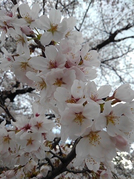 長峰公園の桜の花（3月29日）
