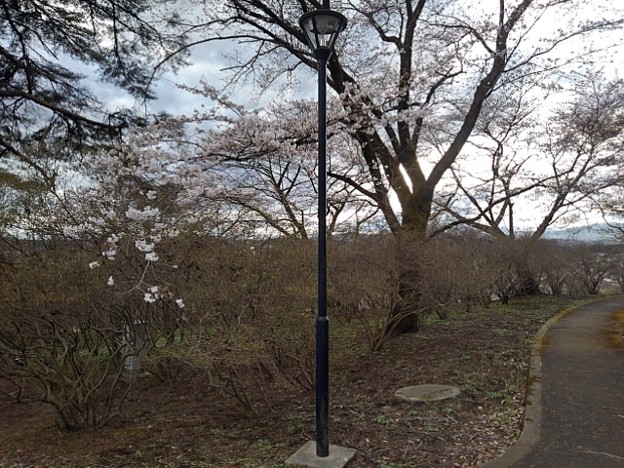 長峰公園の丘の街灯と桜（3月24日）