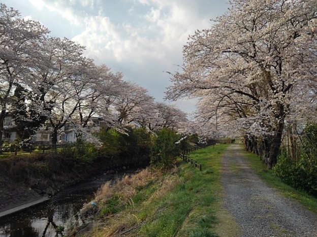 桜のトンネル（4月1日）