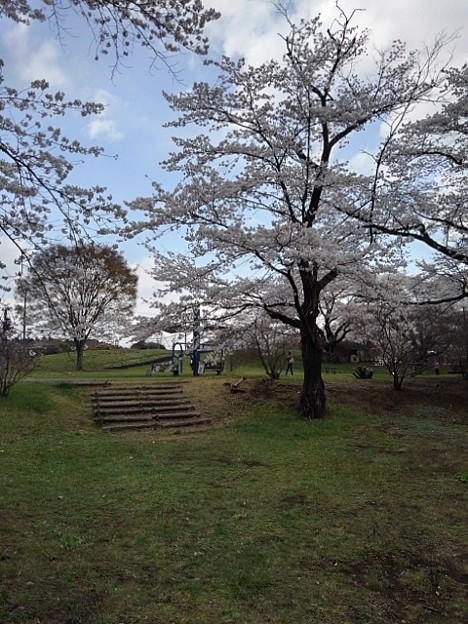 長峰公園の桜の景色（3月29日）
