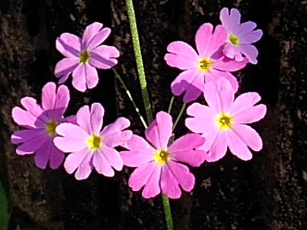 庭の紫の花（4月1日）