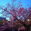 Photos: 桜と青空
