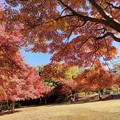 Photos: 舞岡公園