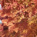 Photos: 舞岡公園の紅葉