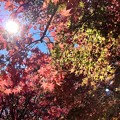 Photos: 舞岡公園の紅葉