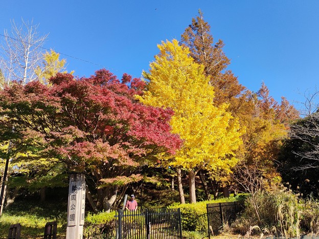 舞岡公園の秋色