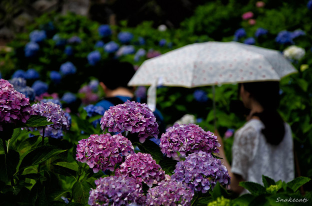 紫陽花と傘