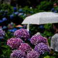 Photos: 紫陽花と傘