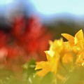 Photos: 春色の朝に～