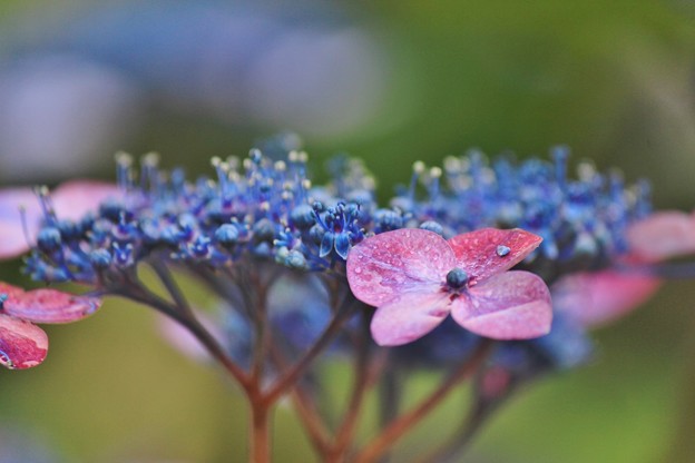 雨上がり～紫陽花