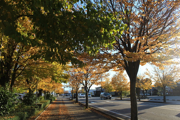 秋の並木みち