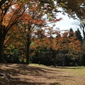 秋色の公園で