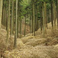 Photos: 妖精の森