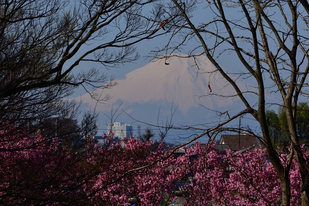 富士山と桜20230320 (4)