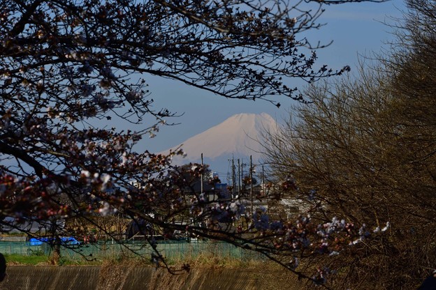 富士山と桜20230320 (3)