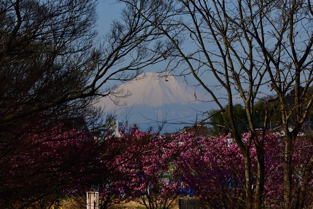 富士山と桜20230320 (2)