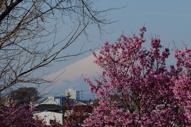 富士山と桜20230320 (1)