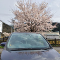 Photos: 道の駅にて桜と愛車トヨタノア80系