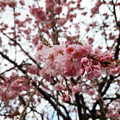 Photos: 桜 in 道の駅 来夢とごうち
