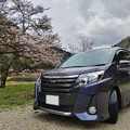 Photos: 桜と愛車トヨタノア80系