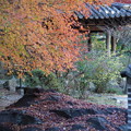 Photos: 秋のコリア庭園