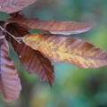 栗の葉の紅葉