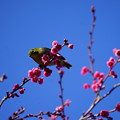 Photos: 桜と目白