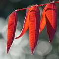 ハゼノキの紅葉
