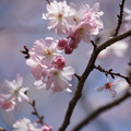 Photos: 十月桜（じゅうがつざくら）