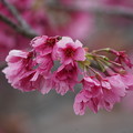 大寒桜(おおかんざくら）