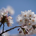春月花（しゅんげつか）
