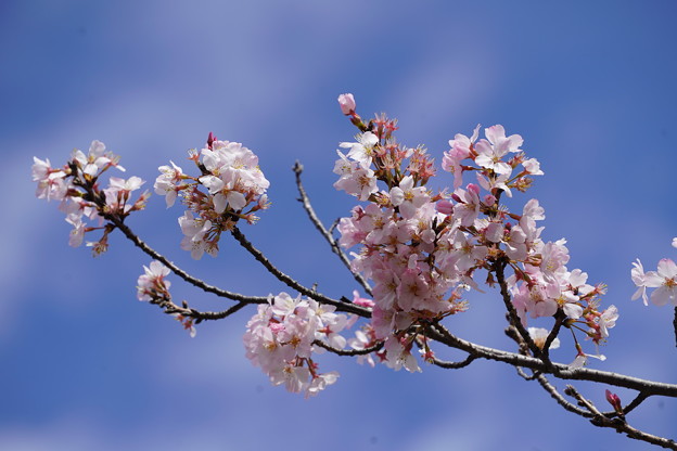 桜(さくら）