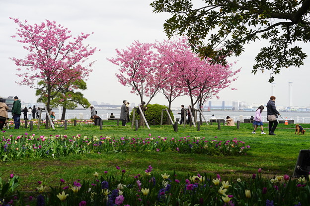 桜咲く山下公園