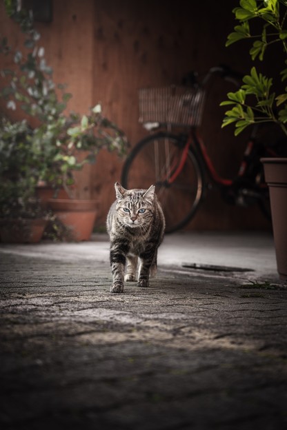 Photos: 大阪cat