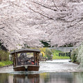 桜と舟