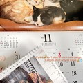 Photos: もぅ11月なのに2,3日28℃2ヶ月内Xmas岩合光昭ねこカレンダー支え猫が居れば孤独弱者勇気怖い大きな一歩も団子でNov1 start warm catsdango,2month till Xmas
