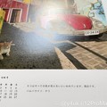 Photos: 2022.8岩合光昭カレンダー「ネコはすべての色が見えないといわれています。残念です。バルパライソ・チリ」自分も障害難病弱者ハンデ一緒だね色は私が伝える猫くんが私を癒し一緒に居て支え合い生きていきたい
