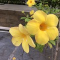 ミャンマーの花 (2)