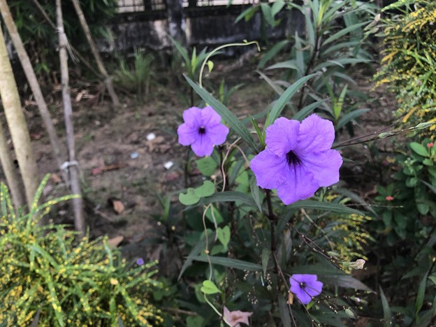 10月24日のヤンゴンの花 (2)