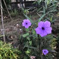 10月24日のヤンゴンの花 (2)