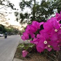 ヤンゴンの花 (1)