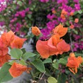ヤンゴンの花