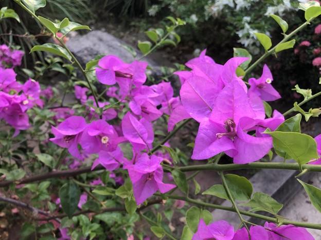 ヤンゴンの4月の花 (1)