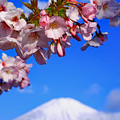 御殿場桜と富士